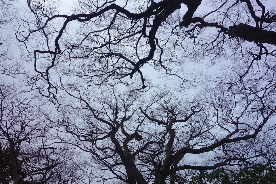 Taiwan dead wood mountain 櫸