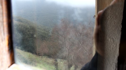 Bosque con neblina