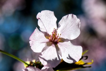 20190401-FS-CherryBlossoms-LSC-036