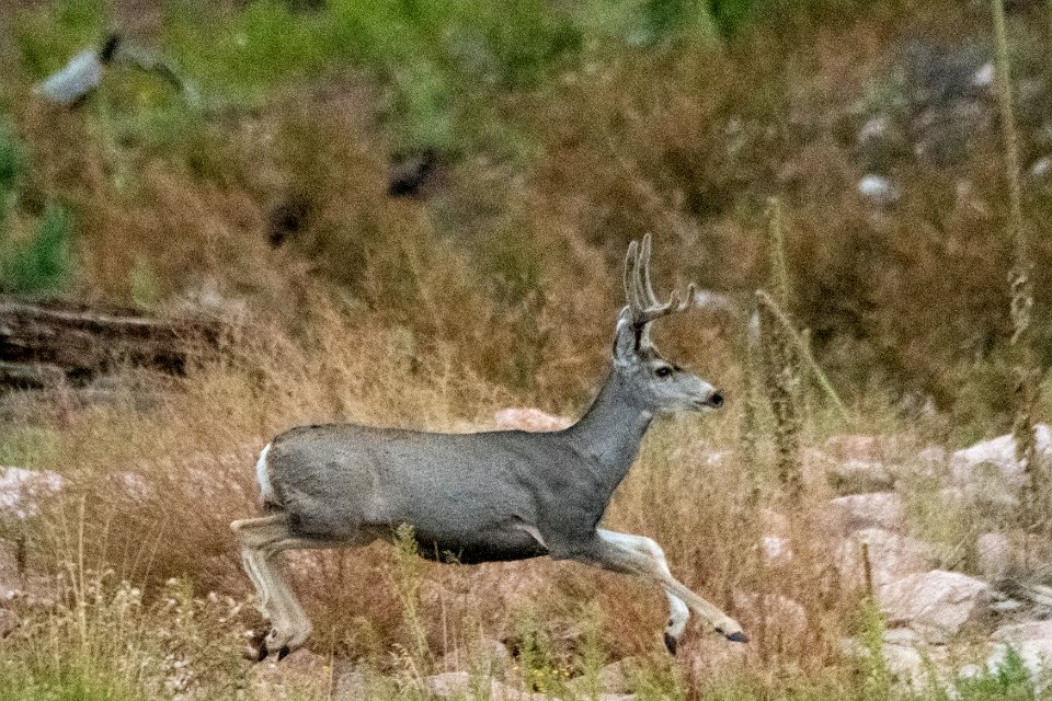 20190926-fs-lsc-1084 49752183552 o