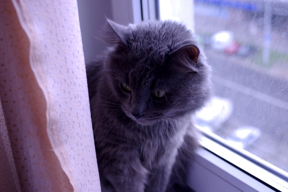 maine coon cat near the window