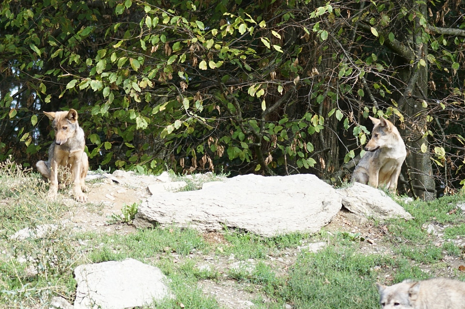 Wolf puppies timber wolves