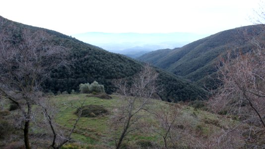 Animals in the forest. Donkey, Dogs and fly.