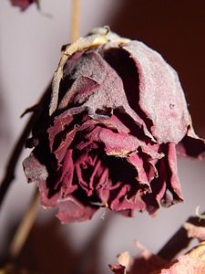 Rose dry the attempt
