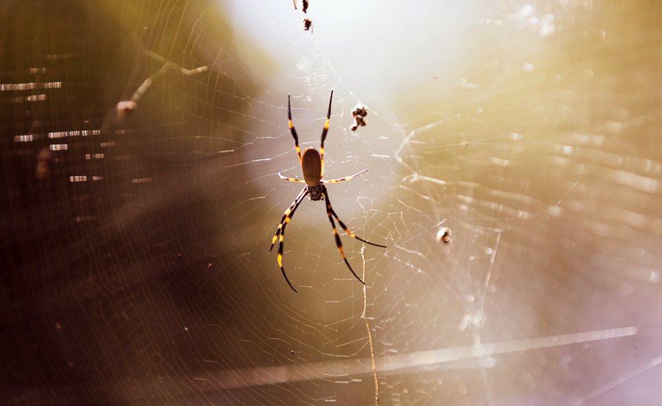 St Andrews Cross Spider