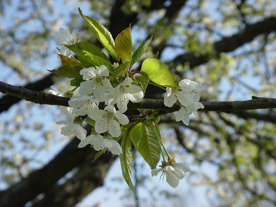 Blossom bloom garden