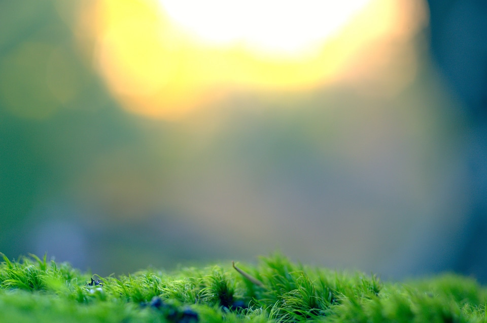 Background nature plant
