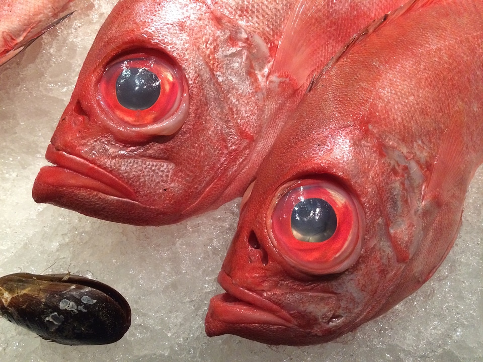 Healthy dinner seafood