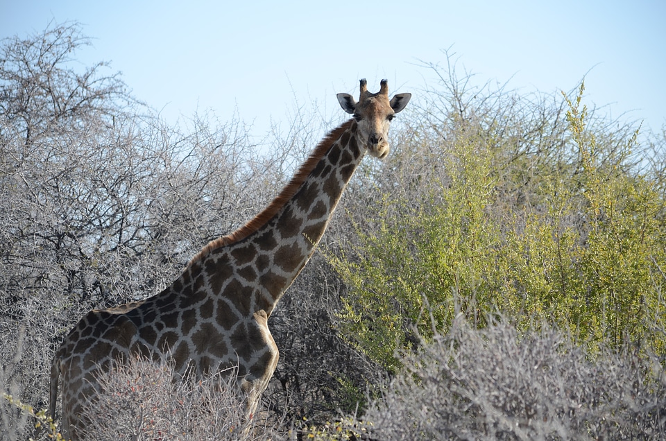 Safari africa neck