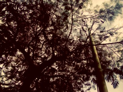 Árbol de pacay