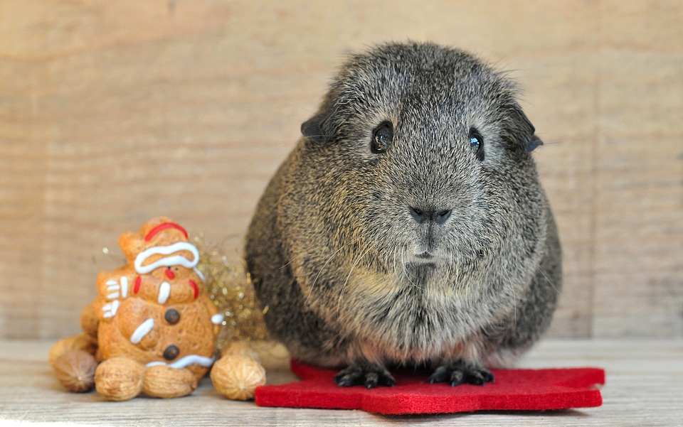 Black-cream-agouti christmas advent