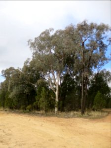 Eucalyptus Polyanthemos and Sideroxylon