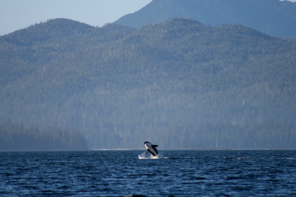 20110711-FS-Tongass-FS-001