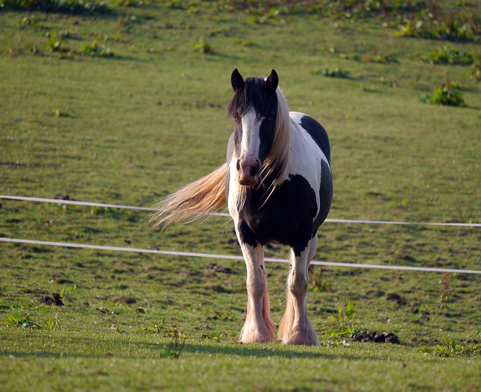 Windswept horse farm