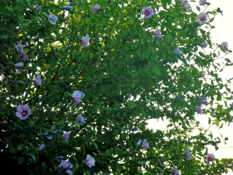 Violetas en la tarde