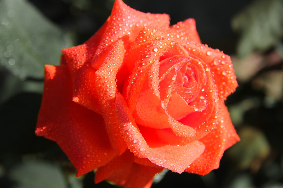 Nature garden dew drop