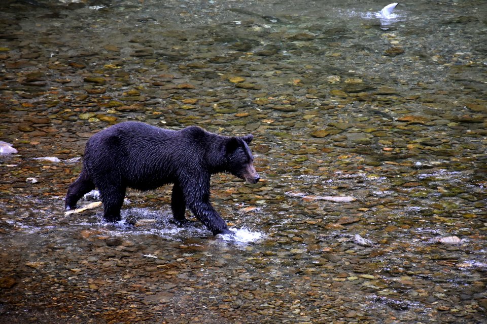 180823-fs-tongass-par-140 42519143330 o