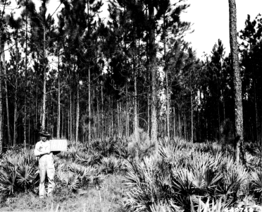 194611XX-FS-Osceola-OT-442749