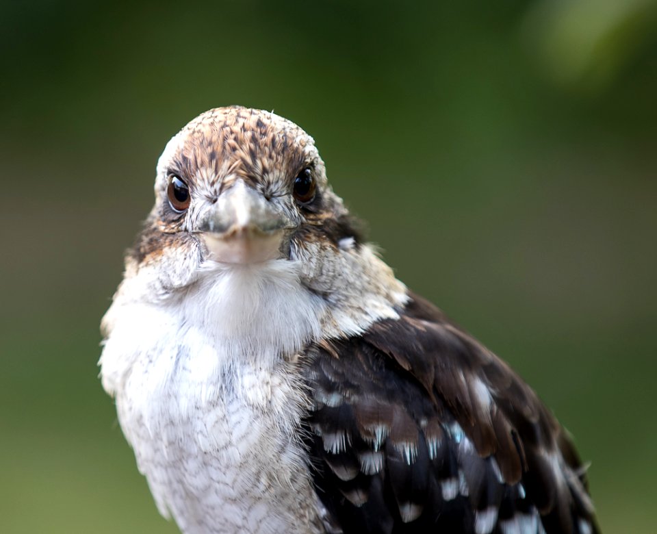 Kookaburra photo