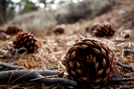 171116-FS-Humboldt-Toiyabe-NH