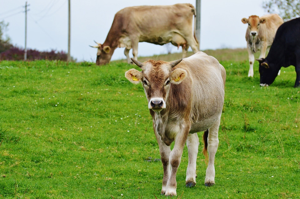 Cute ruminant dairy cattle