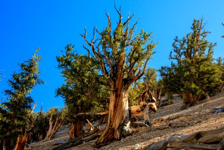 20181019-FS-Inyo-CMR-019