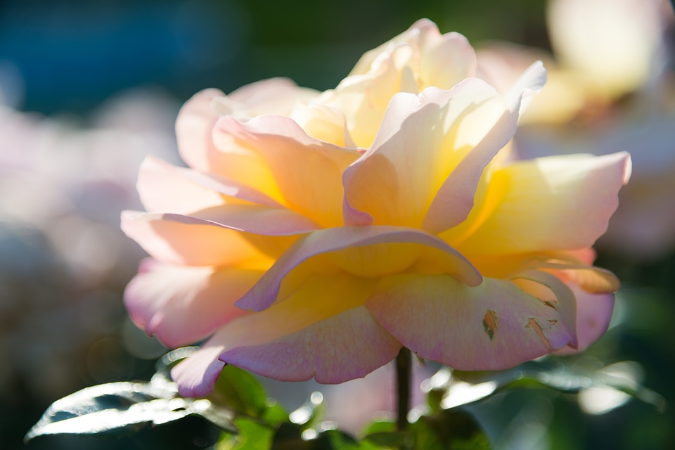 Yellow flowers roses beautiful