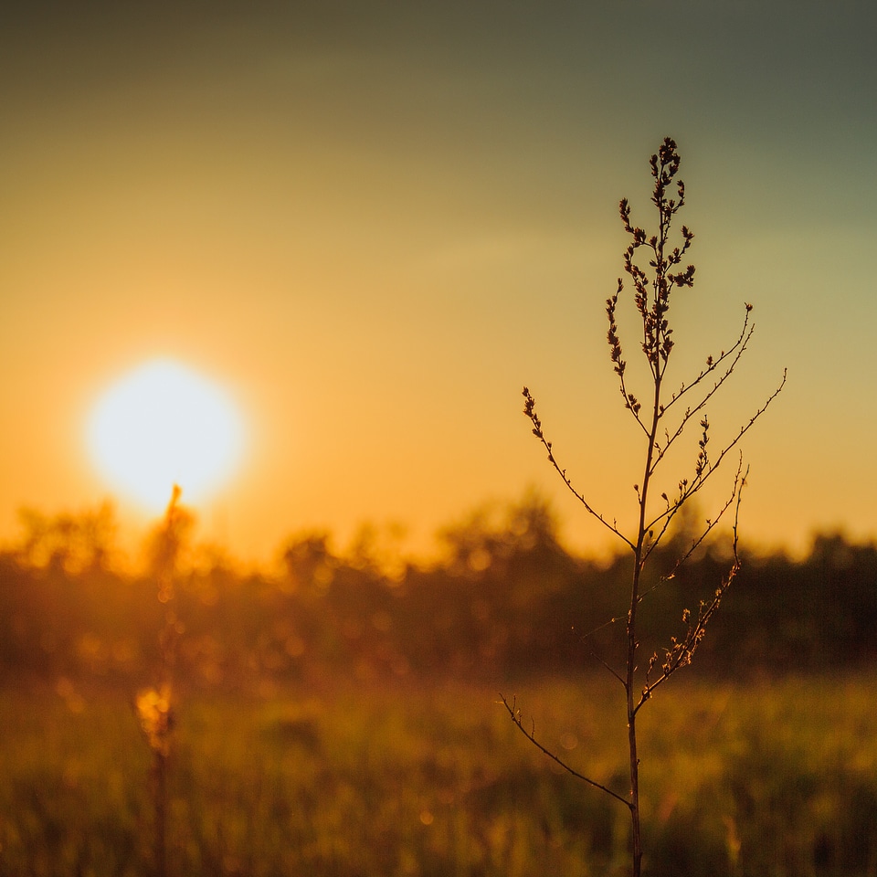 Landscape summer sunlight