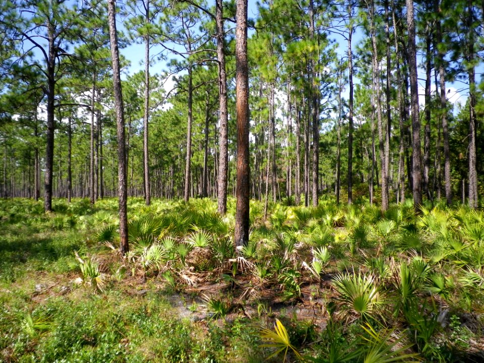 20190408-FS-Osceola-SR-001