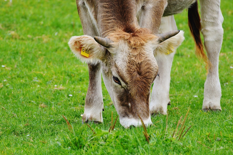 Cute ruminant dairy cattle