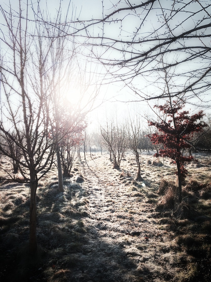 Trees backlight shadows