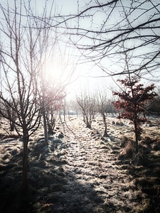 Trees backlight shadows photo