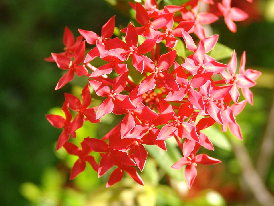 Africa flowers spring