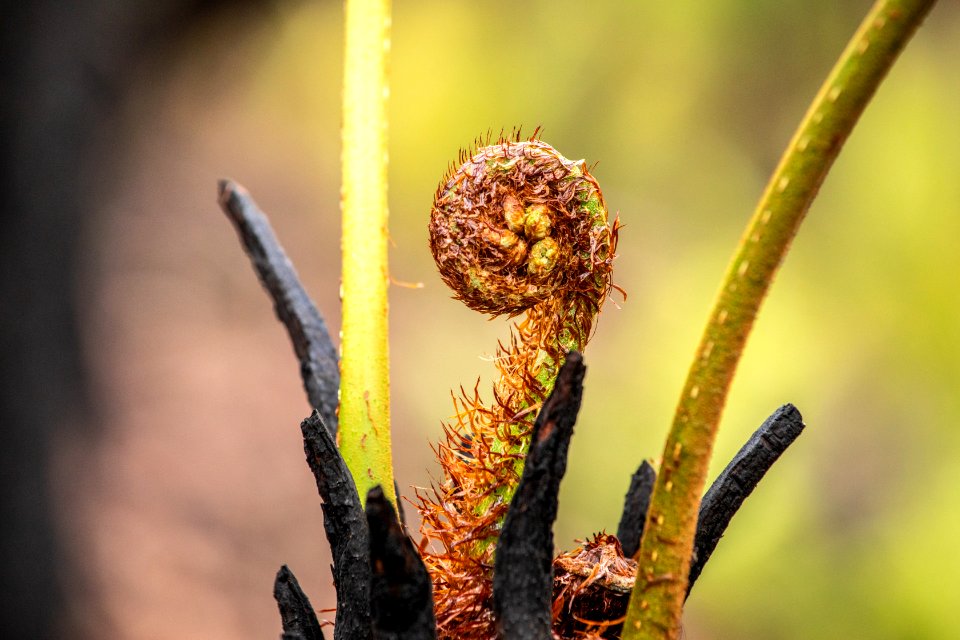 Post-bushfire recovery in Australia
