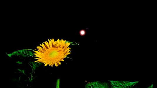 August 10, 2019 sunflower and moon photo