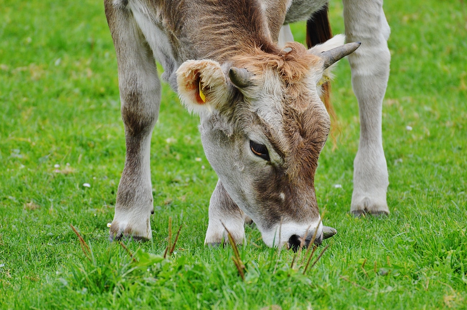 Cute ruminant dairy cattle
