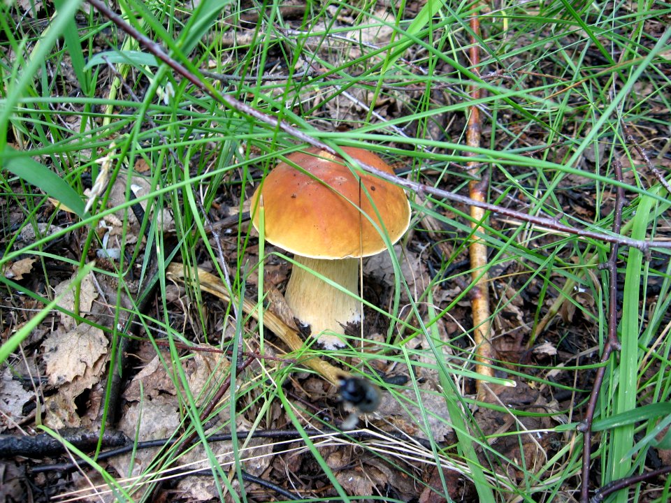 Boletus edulis f. betulicola