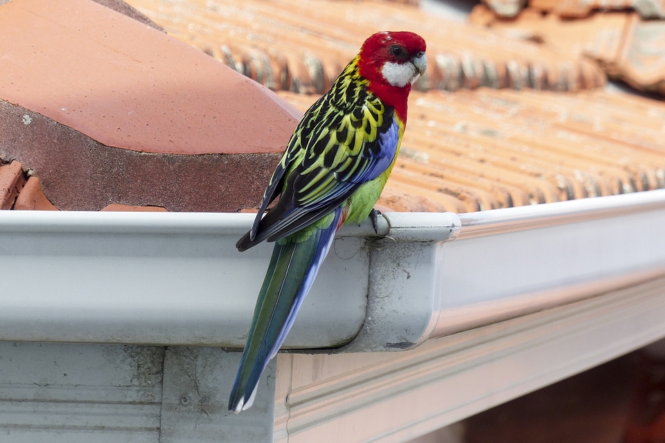 Vividly colored feathered bird