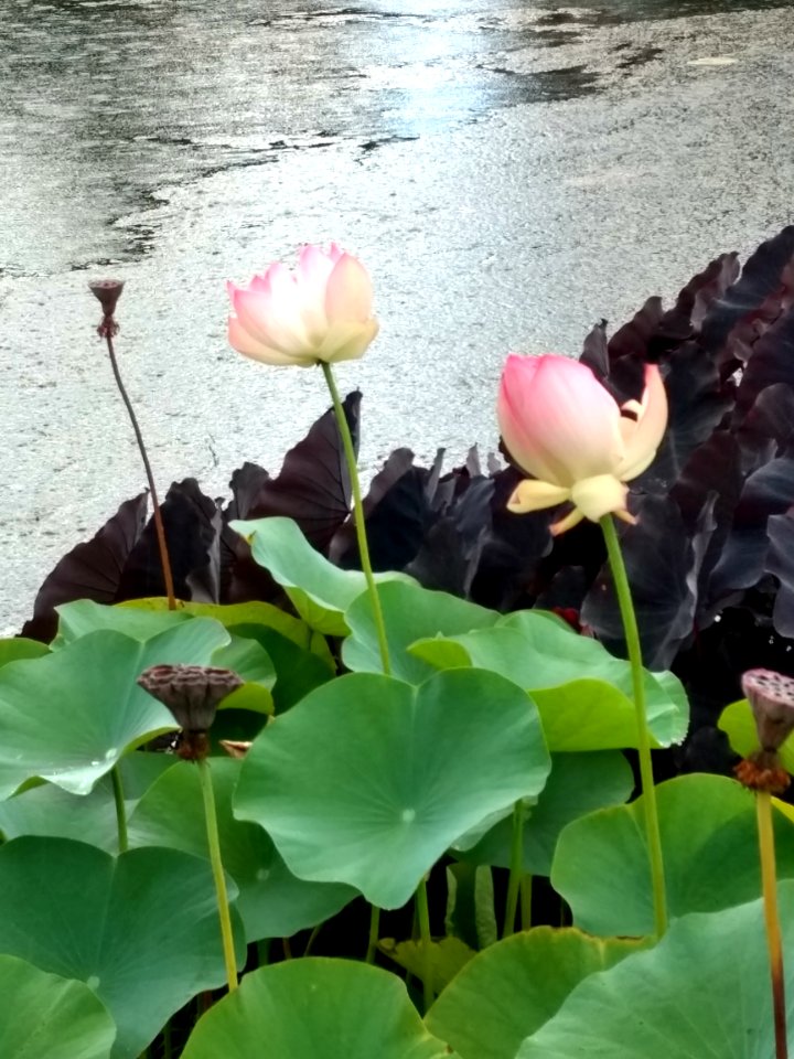 Jardim Botânico Plantarum