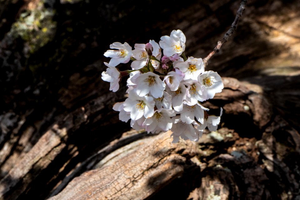 20190401-FS-CherryBlossoms-LSC-022