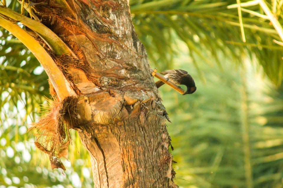 বুলবুলি (Black-Whiskered Bulbul)