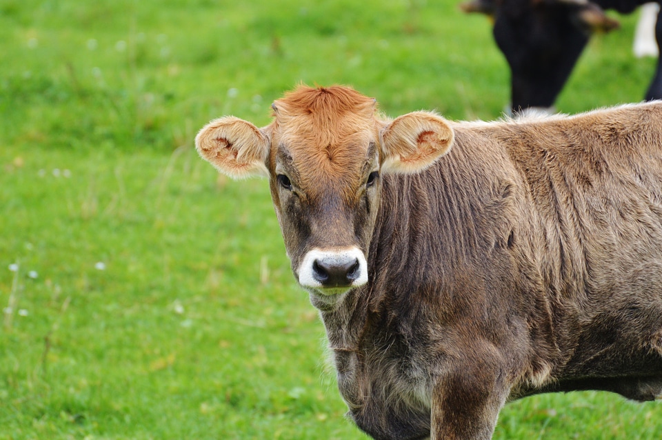 Cute ruminant dairy cattle