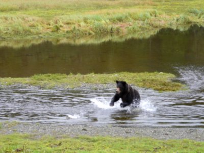 20110826-fs-tongass-packcreek-036 14281251180 o