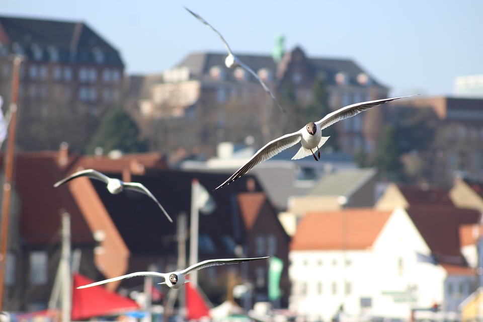 Bird sea flensburg harbor