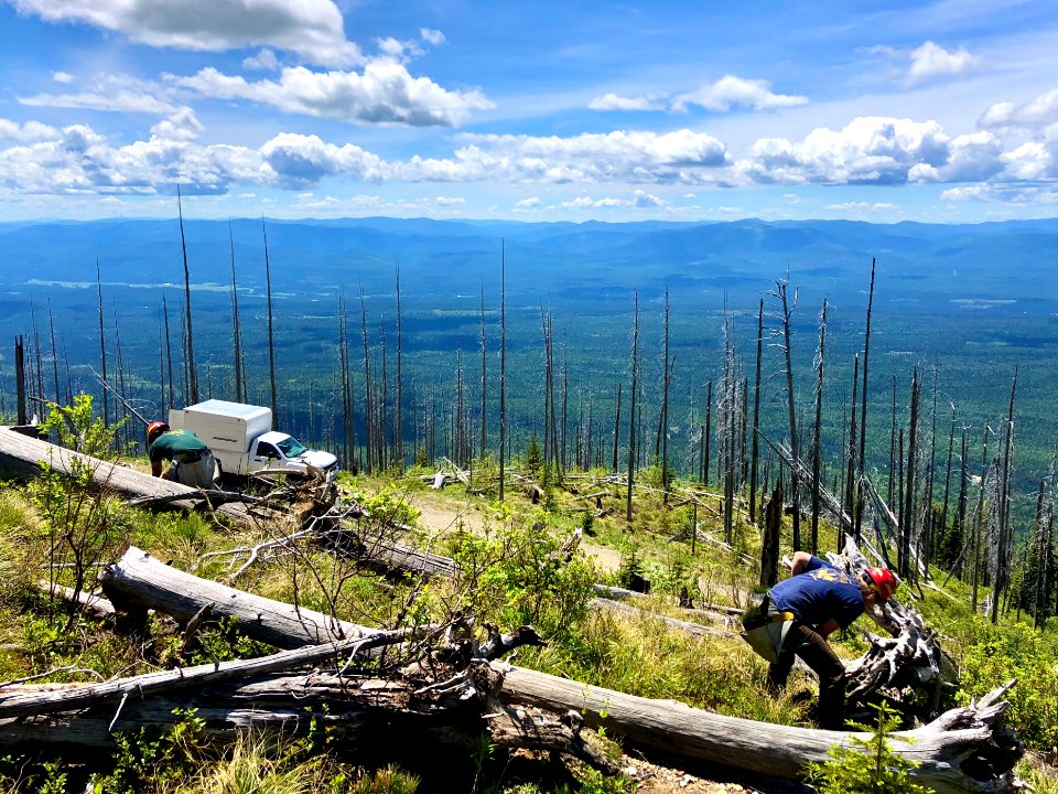 CrewsPlantWhitebarkPine-Flathead-Dec2020-001
