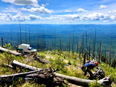 CrewsPlantWhitebarkPine-Flathead-Dec2020-001