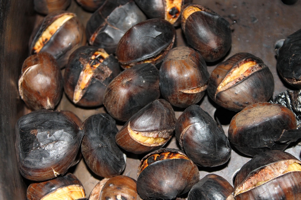 Chestnut autumn eat