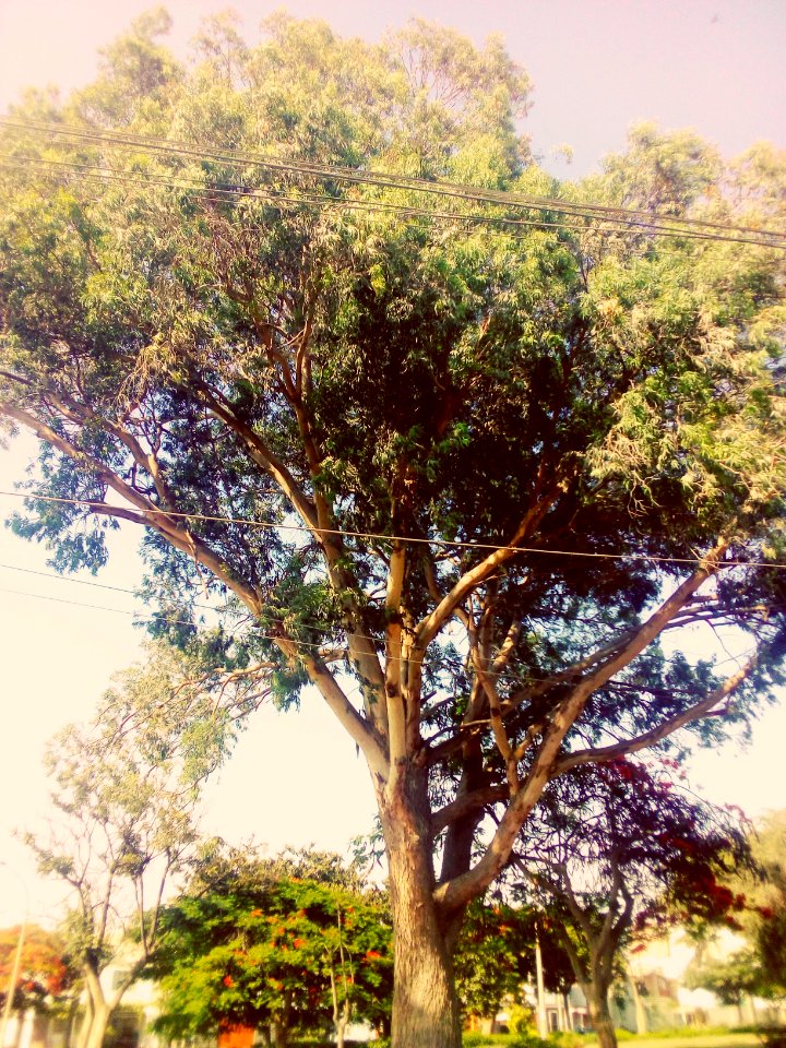 [360/365] Árbol en un parque