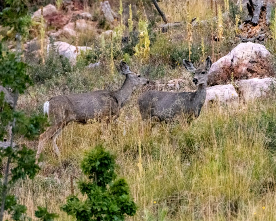 20190926-fs-lsc-1155 49751850281 o
