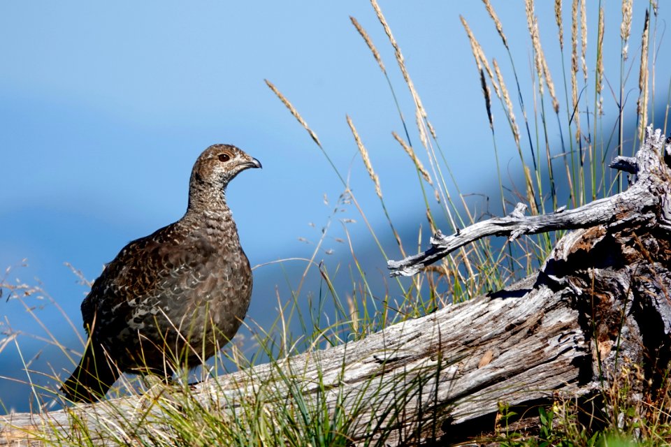 GreatNorthernGrouse-Flathead-Aug2020-001